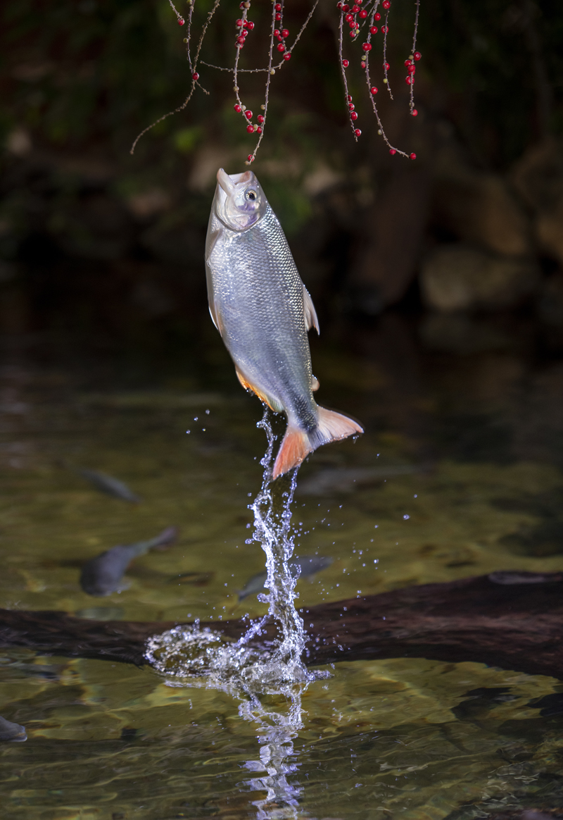 Bonito - Photo by Hudson Garcia (7)